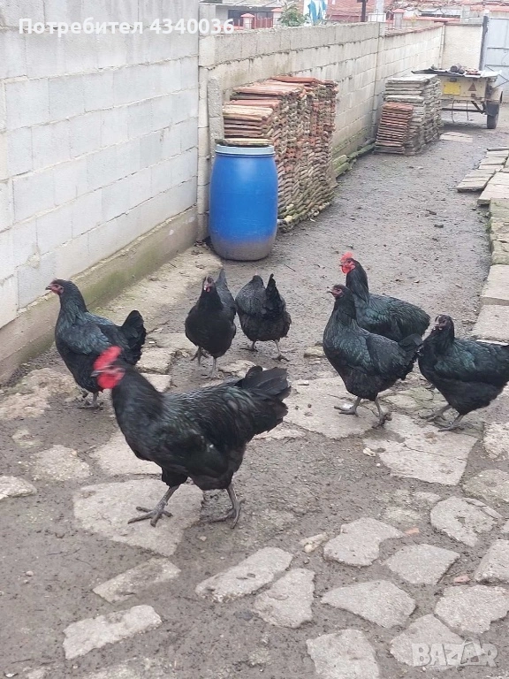 Кокошки Джърси гигант, снимка 1