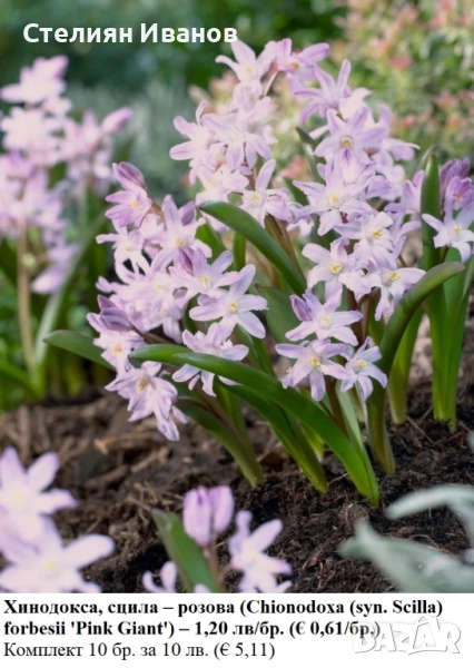 Хинодокса, сцила – розова (Chionodoxa (syn. Scilla) forbesii 'Pink Giant') – луковици, снимка 1