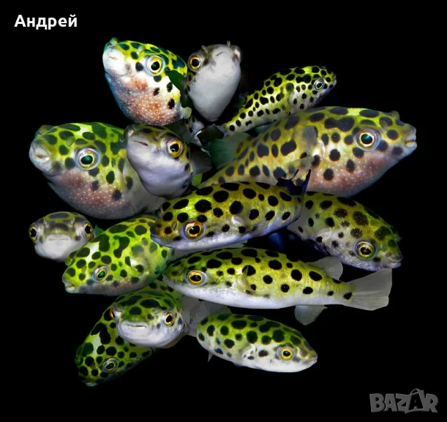 Тетрадон Флувиатилис, снимка 1