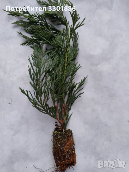 Лейланди, Cupressocyparis leylandii, в мултипалети. 20-30cm., снимка 1
