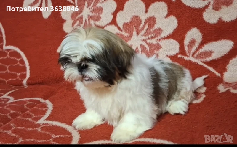 Ши тцу, снимка 1