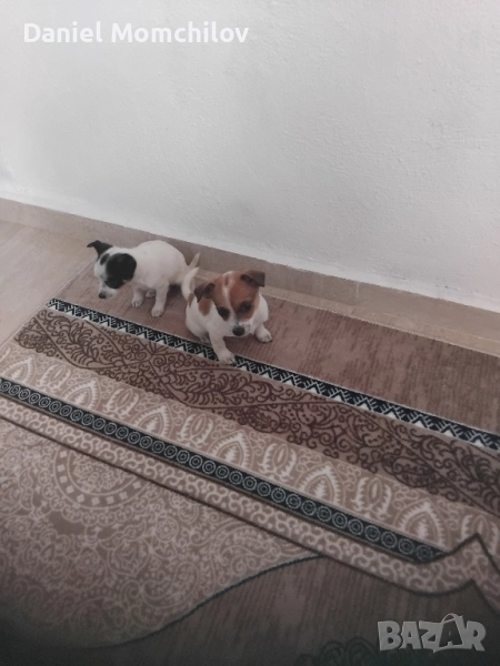 Mini Pinceri, снимка 1