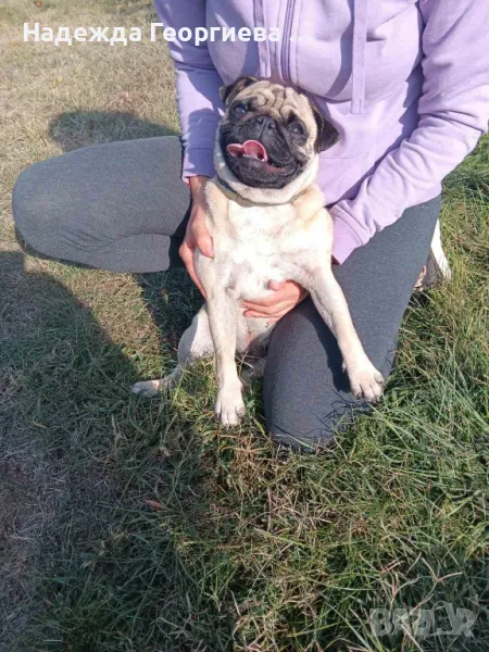 Куче Мопс - Пъг Клара, снимка 1