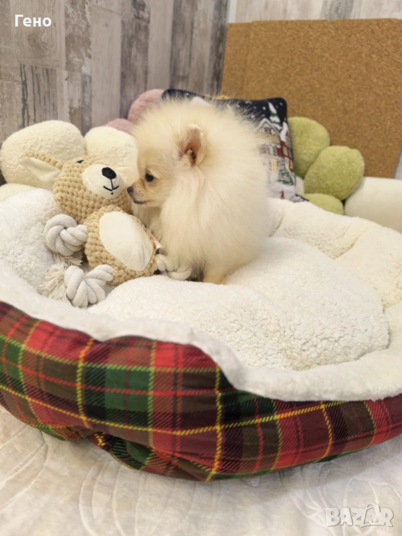 Продавам Померан , снимка 1