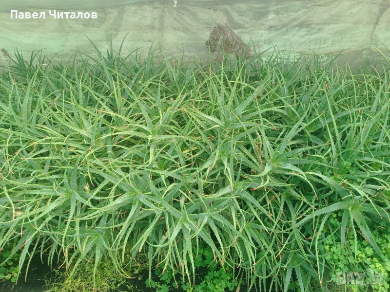 Лечебно Алое Вера в саксия, снимка 1