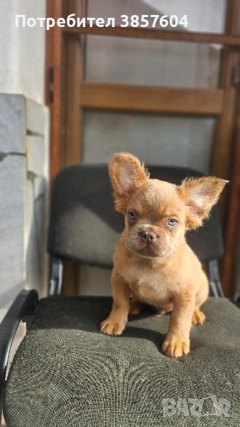 Изабела Флъфи френски булдог , снимка 1