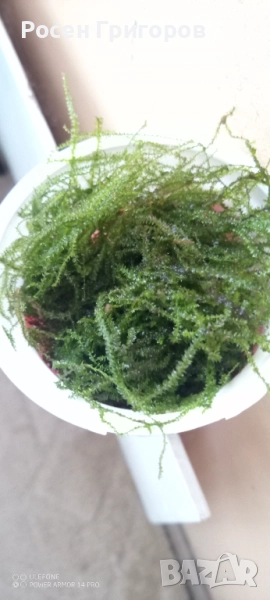 Явански мъх, снимка 1