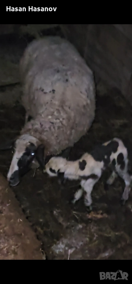 5 офце 4 агнета едната офца е бременна , снимка 1