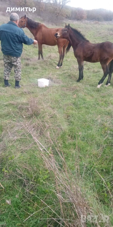 продавам кобила на 10 г.със мъжко конче на 6 м., снимка 1