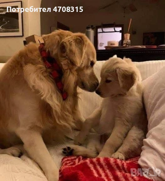 Голдън ретривър момче  родословен баща, снимка 1