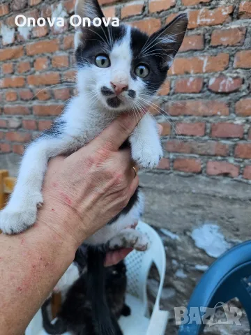 Подарвам котенца, снимка 3 - Други - 56220325