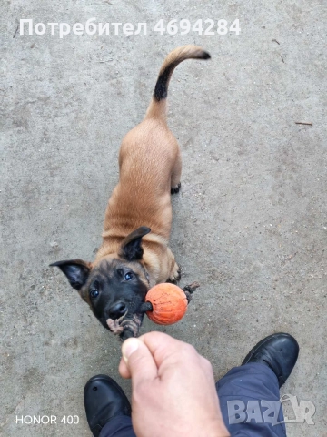 Белгийска овчарка Малинла 