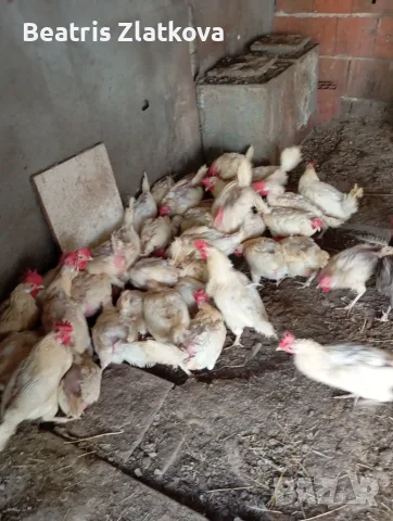 продавам кокошки, снимка 2 - други­ - 55976645