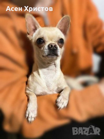 Мъжко чихуахуа за разплод , снимка 2 - Чихуахуа - 26098524