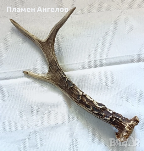 Рог от сръндак. Еленски рог. 