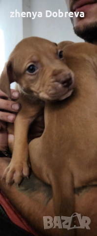 Американски питбул, снимка 3 - Питбул - 52500360