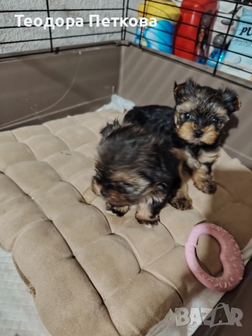 мини йоркширски териер , снимка 2 - Йоркширски териер - 52440882