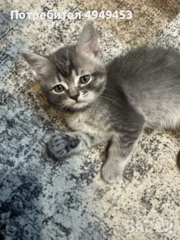 Британски котенца