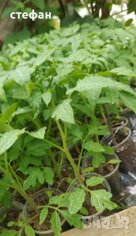 Продавам разсад домати краставици тиквички пипер и др., снимка 4 - Разсади - 49275173