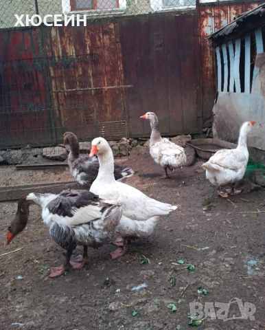 Селски гъски 2 женски и 3 мъжки.Тел:0899411412