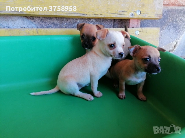 продавам 3бр. женски пинчери, снимка 2 - Пинчер - 54319236