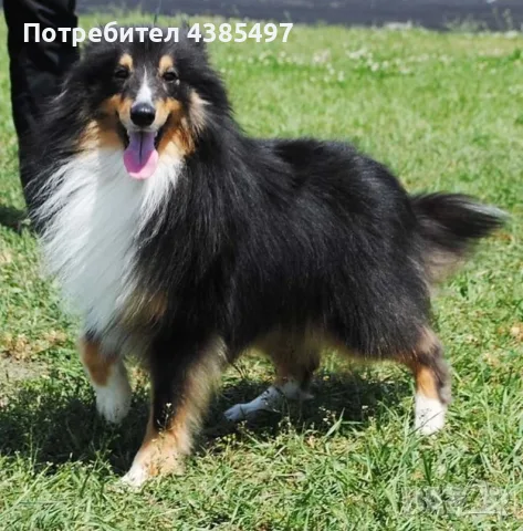 Момче Шелти мини коли, снимка 4 - Коли - 56249056