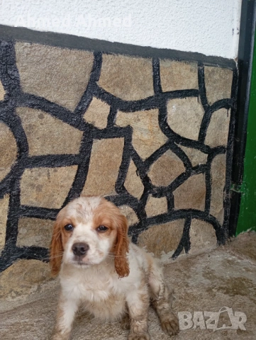 Кокер+бретон 