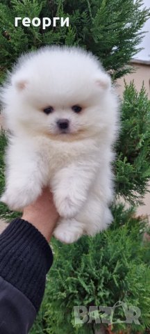 Померан, снимка 5 - Померан - 34914787