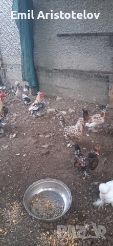 Бреговски джинки , снимка 7 - Кокошки и пуйки - 52465650