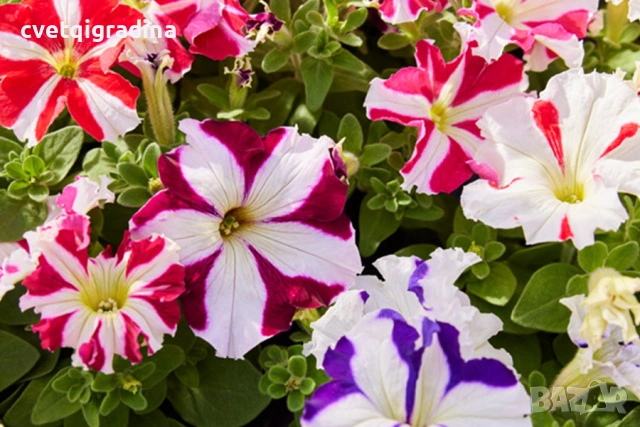 Бордюрна петуния, снимка 2 - Градински цветя и растения - 54352376