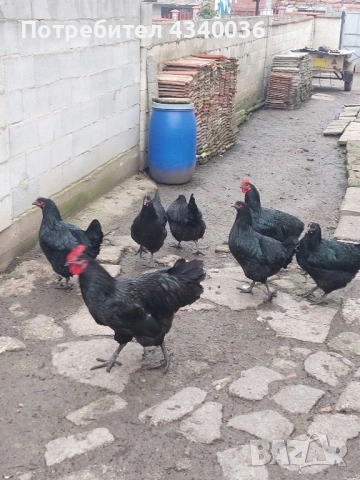 Кокошки Джърси гигант