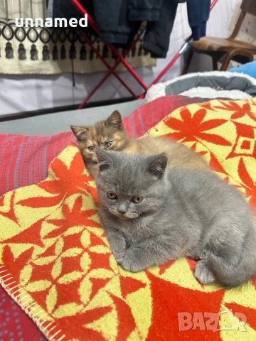 Британска късокосместа, снимка 5 - Британска късокосместа - 52310510