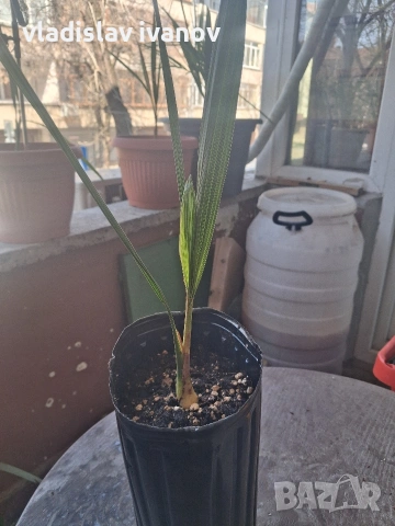 Палма бутия одората , снимка 2 - Градински цветя и растения - 54096632