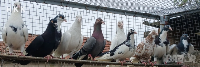 Пазарджишки гълъби , снимка 2 - Гълъби - 54061614