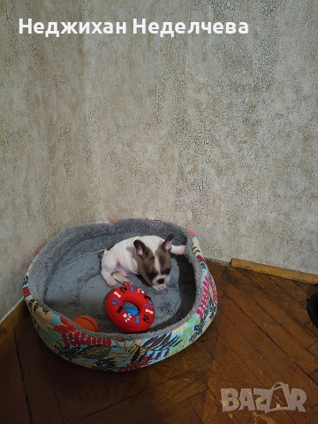 Frenski boldog, снимка 4 - Френски булдог - 52820979