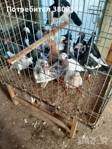 свободни датски