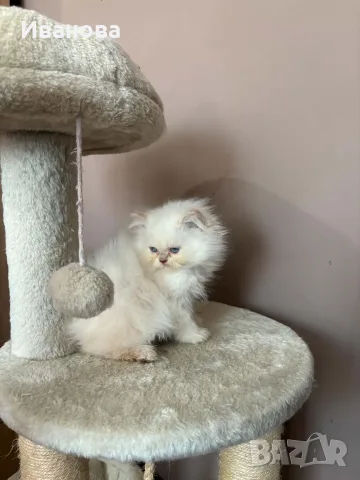 Персийско коте. , снимка 7 - Персийска - 56153471