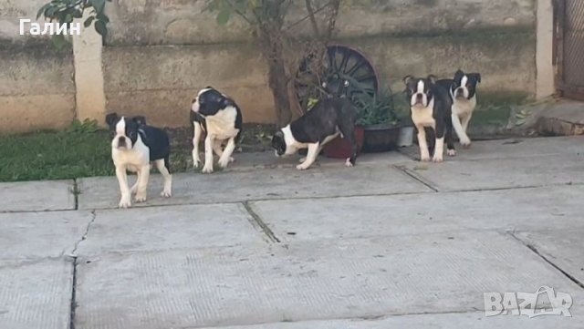 Бостън териер,Бостон териер, Бостън териер с родословие, снимка 7 - Други - 33815745