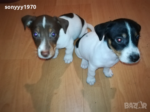 ДЖАК РЪСЕЛ С ПАСПОРТ И ВАКСИНА 1210252135