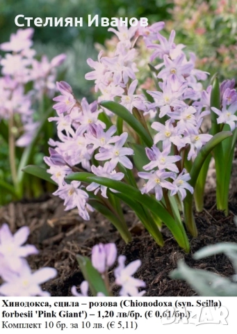 Хинодокса, сцила – розова (Chionodoxa (syn. Scilla) forbesii 'Pink Giant') – луковици