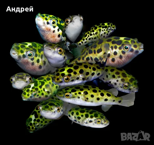 Тетрадон Флувиатилис, снимка 1