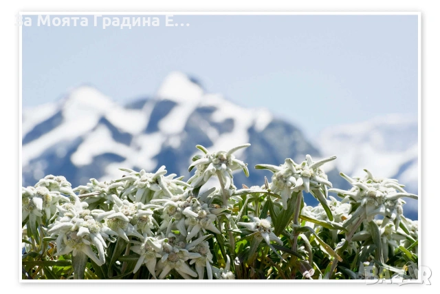 Еделвайс , снимка 4 - Градински цветя и растения - 54019896