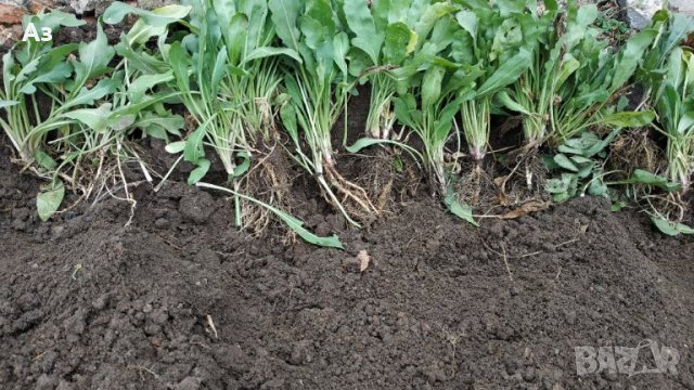 Продавам цветя Гайлардия – разсад за есенно засаждане в градината, различни цветове, снимка 13 - Разсади - 30273860