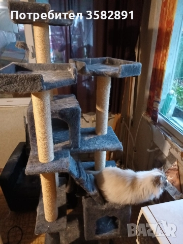 КАТЕРУШКА, снимка 8 - Персийска - 52590689