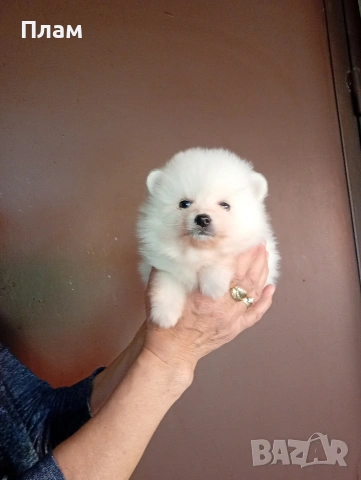 Бели мъжки Померани., снимка 4 - Померан - 54100293