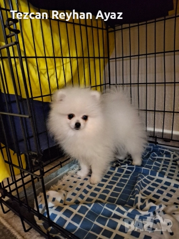 мини померан