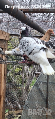 Продавам Нюмберски гълъби, снимка 6 - Гълъби - 52589186