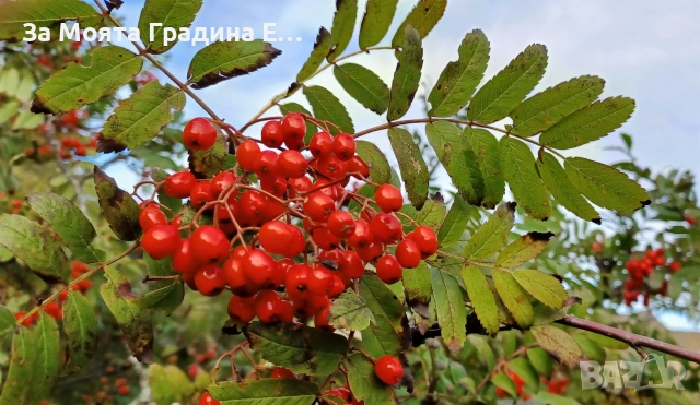 Офика, снимка 4 - Градински цветя и растения - 54020730