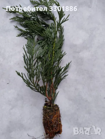 Лейланди, Cupressocyparis leylandii, в мултипалети. 20-30cm., снимка 1