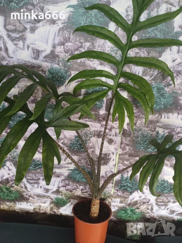 Алоказия жаклин., снимка 4 - Стайни растения - 53019153